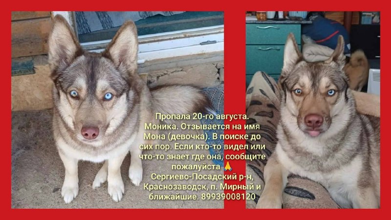 Lost white dog in Poselok Mirnyy — identification photo, lost & found pet database Pathfinder