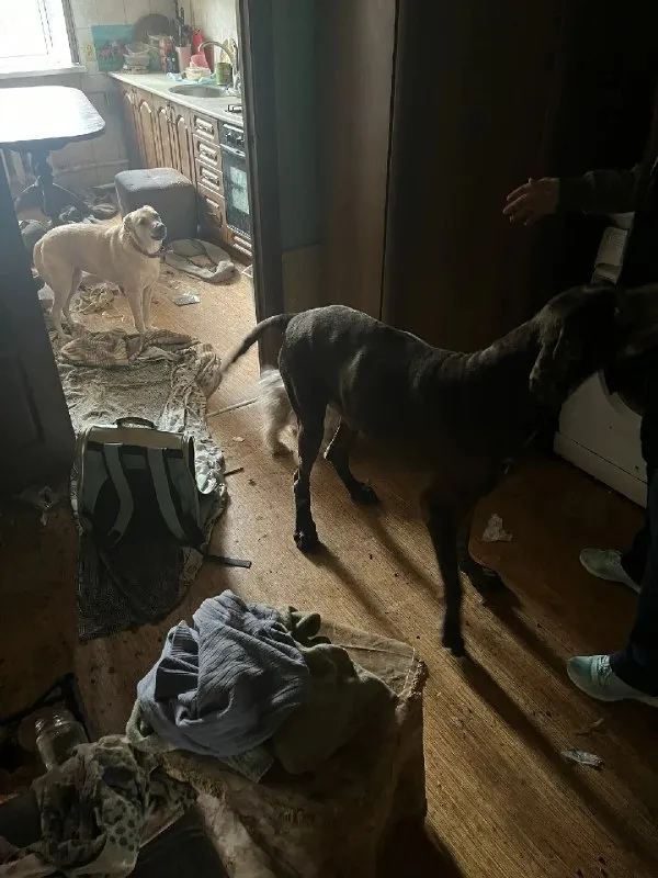 Adoptable white pet in Nizhny Novgorod — identification photo, lost & found pet database Pathfinder