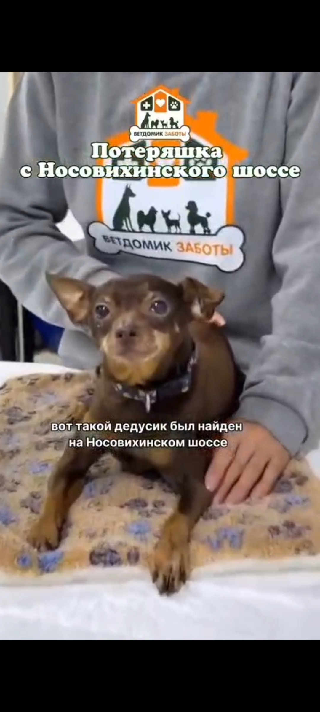 Found brown dog, той-терьер in Vorovskogo — identification photo, lost & found pet database Pathfinder