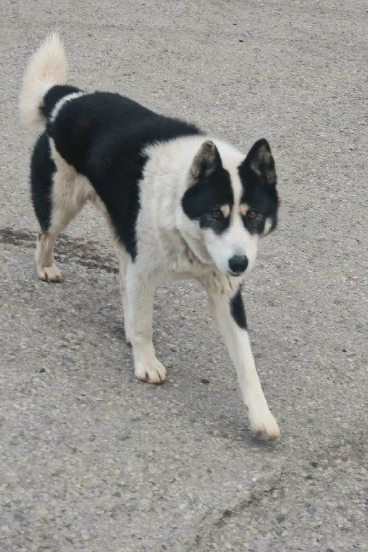 Found white dog, лайка in Perm — identification photo, lost & found pet database Pathfinder