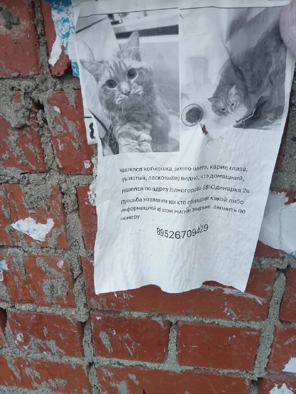 Found cat in Yekaterinburg — identification photo, lost & found pet database Pathfinder