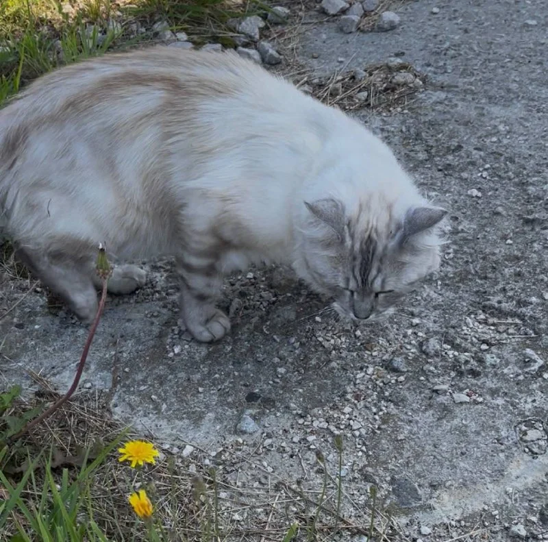 Lost gray cat in Dzerzhinskiy — identification photo, lost & found pet database Pathfinder