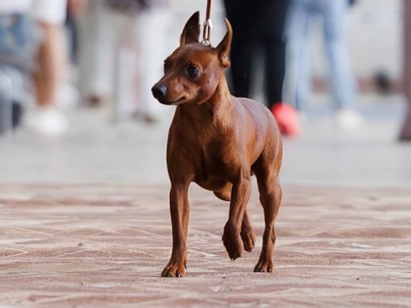 Lost ginger dog, цвергпинчер in Saint Petersburg — identification photo, lost & found pet database Pathfinder