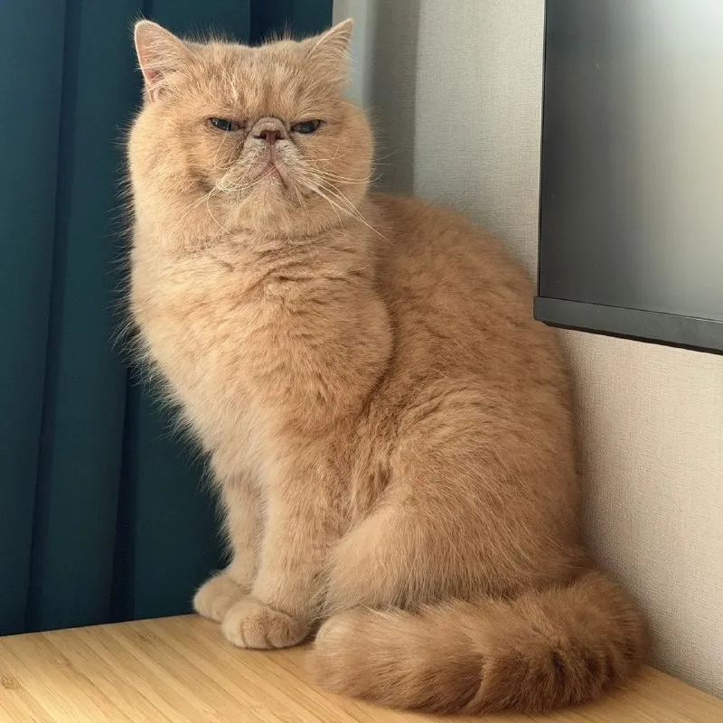 Adoptable fawn cat in Yekaterinburg — identification photo, lost & found pet database Pathfinder