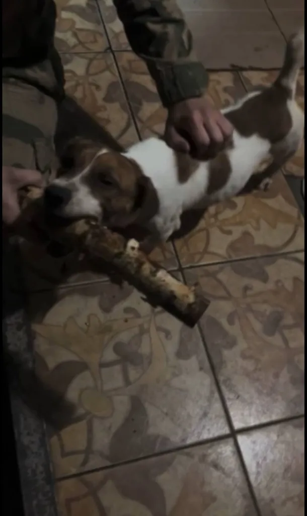 Found dog, джек рассел терьер in Elektrostal — identification photo, lost & found pet database Pathfinder
