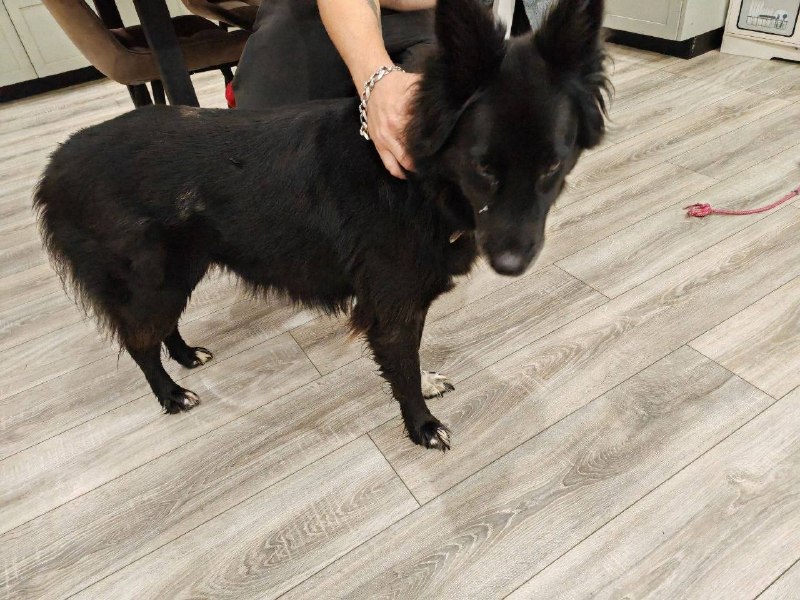 Found white dog in Solnechnogorsk — identification photo, lost & found pet database Pathfinder