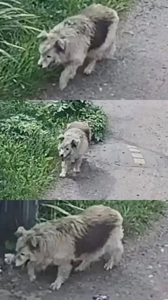 Lost cream dog, дворняжка in Kraskovo — identification photo, lost & found pet database Pathfinder
