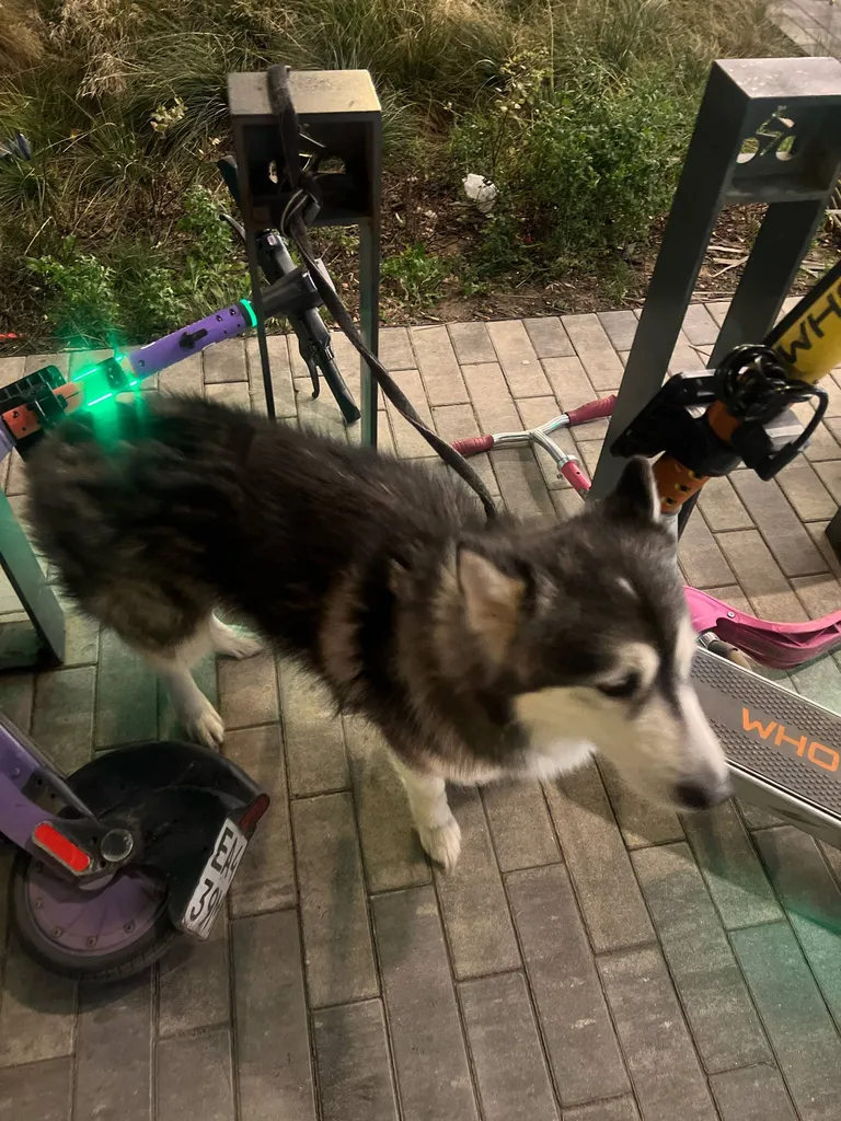Found dog, хаски/маламут in Khoroshevskiy Rayon — identification photo, lost & found pet database Pathfinder
