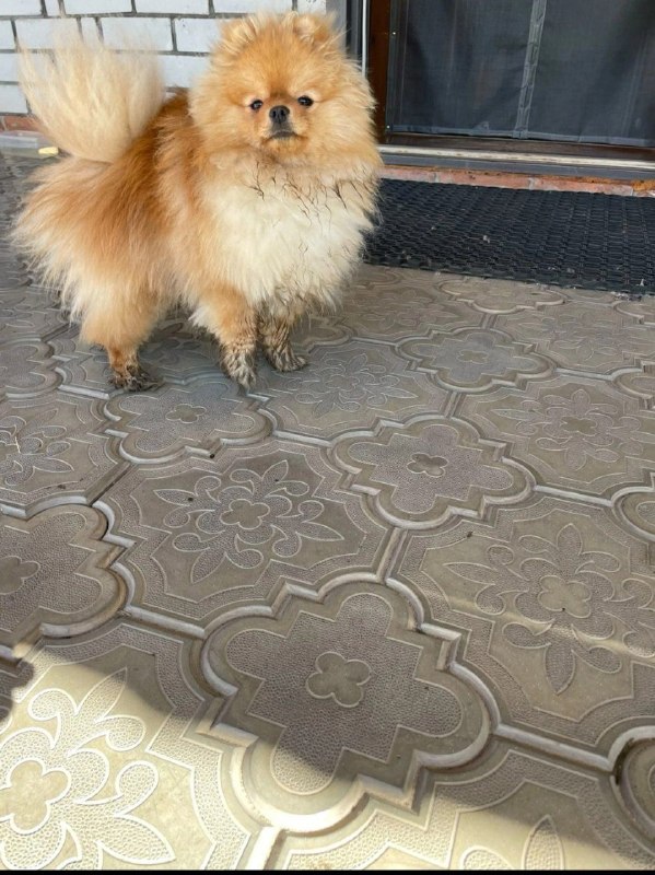 Lost ginger dog in Volgograd — identification photo, lost & found pet database Pathfinder