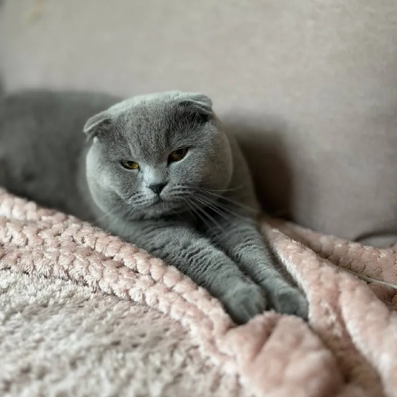 Lost cat, шотландский вислоухий in Olgino — identification photo, lost & found pet database Pathfinder