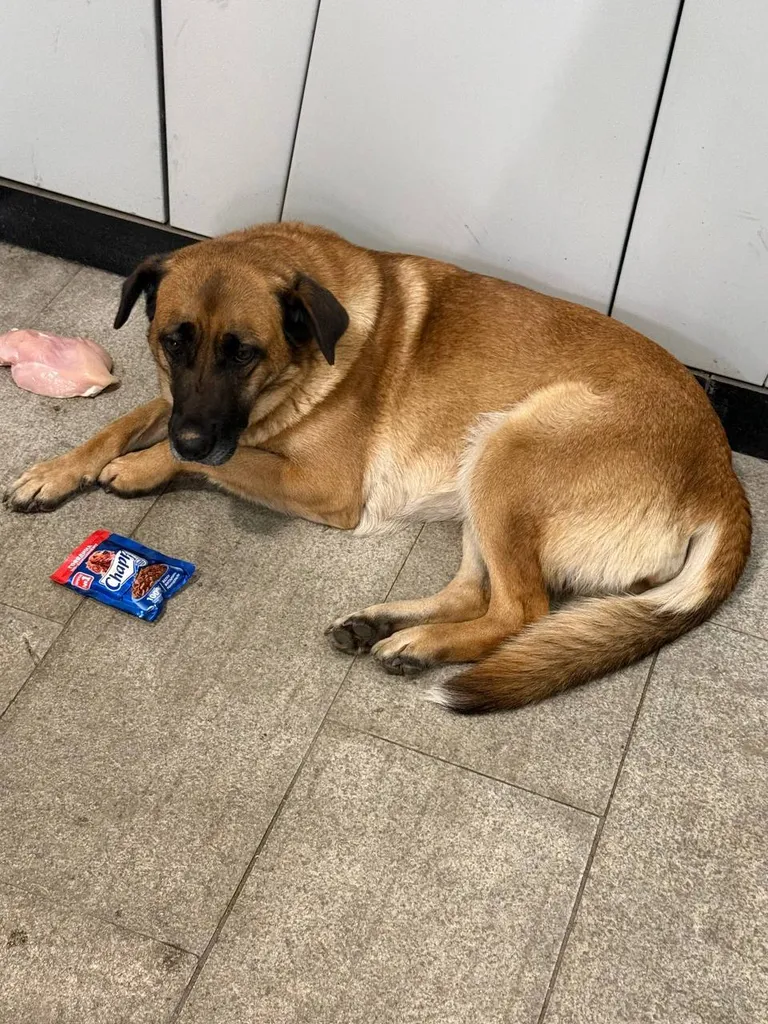 Found dog, метис in Nakhabino — identification photo, lost & found pet database Pathfinder