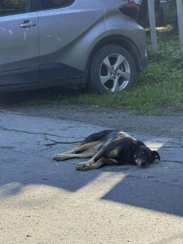 Found brown dog in Sredneuralsk — identification photo, lost & found pet database Pathfinder