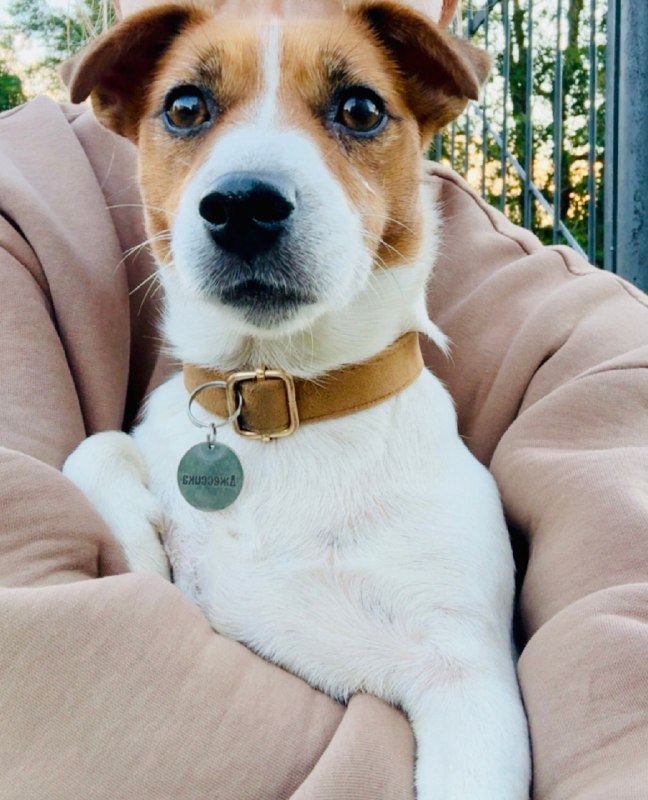 Lost white dog, джек рассел in Perm — identification photo, lost & found pet database Pathfinder