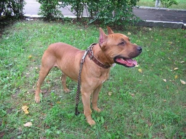 Found ginger dog, стаффорд in Verkhnyaya Pyshma — identification photo, lost & found pet database Pathfinder
