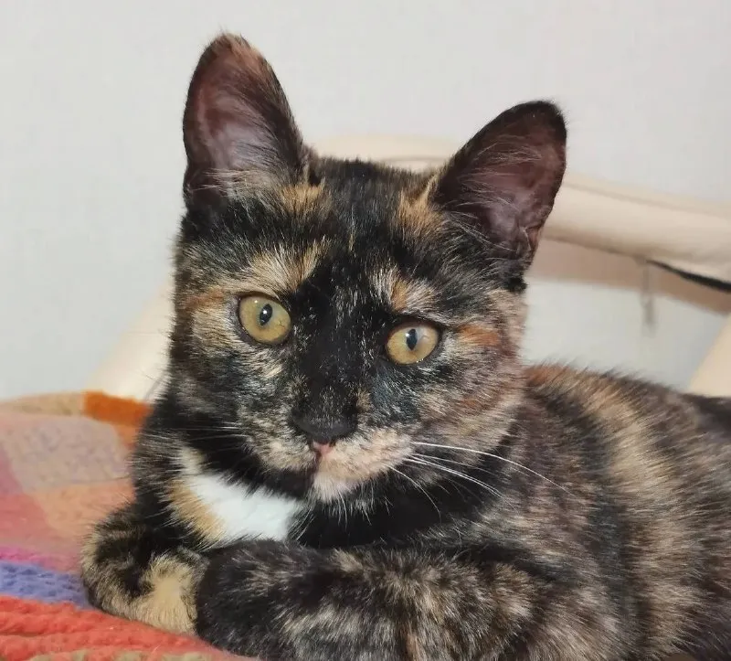 Lost cat in Ufa — identification photo, lost & found pet database Pathfinder