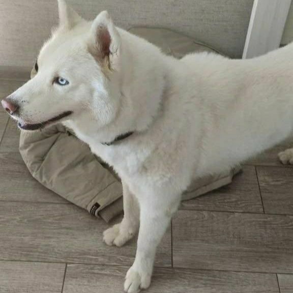 Lost white dog, хаски in Saint Petersburg — identification photo, lost & found pet database Pathfinder