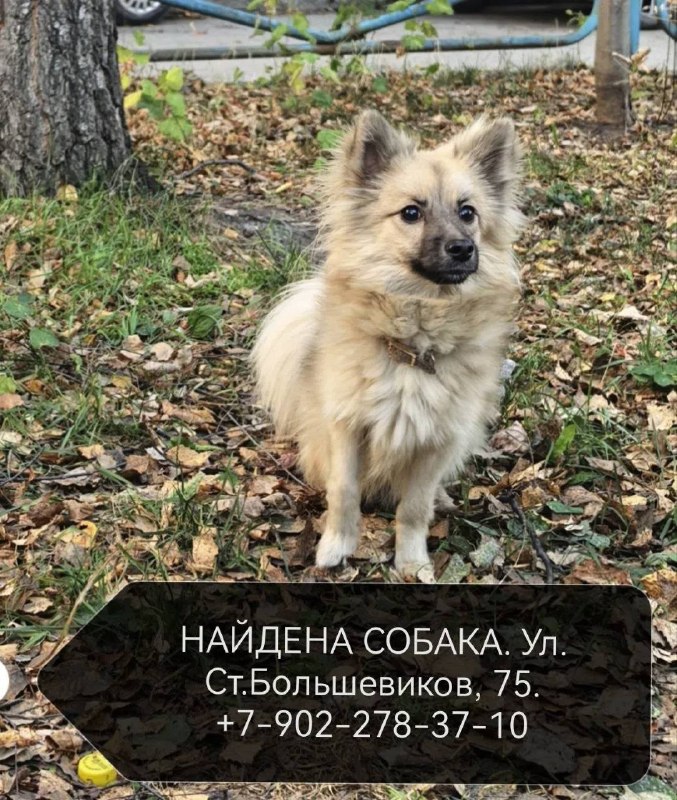 Found dog in Yekaterinburg — identification photo, lost & found pet database Pathfinder
