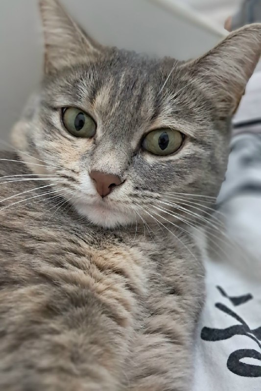 Lost white cat in Zaozere — identification photo, lost & found pet database Pathfinder