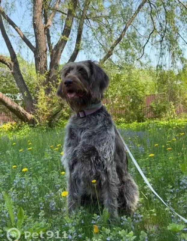 Lost gray dog in Naro Fominsk — identification photo, lost & found pet database Pathfinder