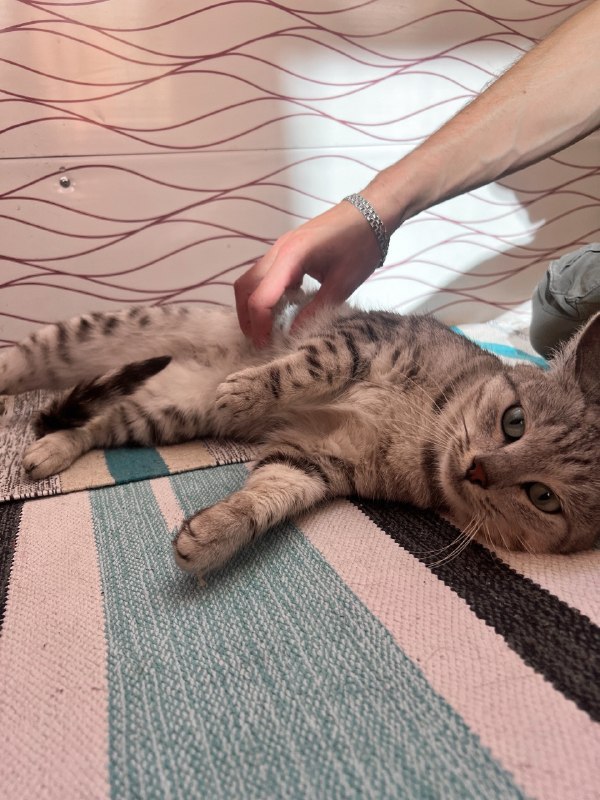 Adoptable gray cat in Perm — identification photo, lost & found pet database Pathfinder