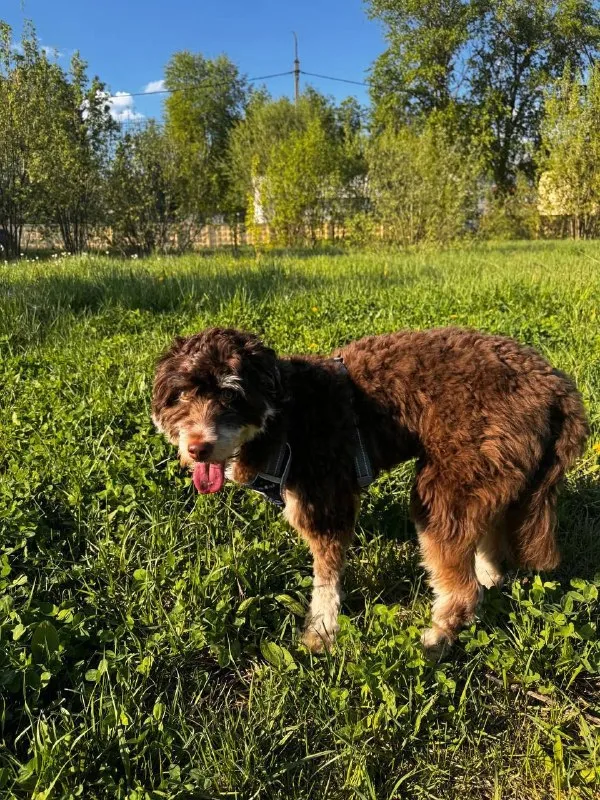 Lost white dog in Chekhov — identification photo, lost & found pet database Pathfinder