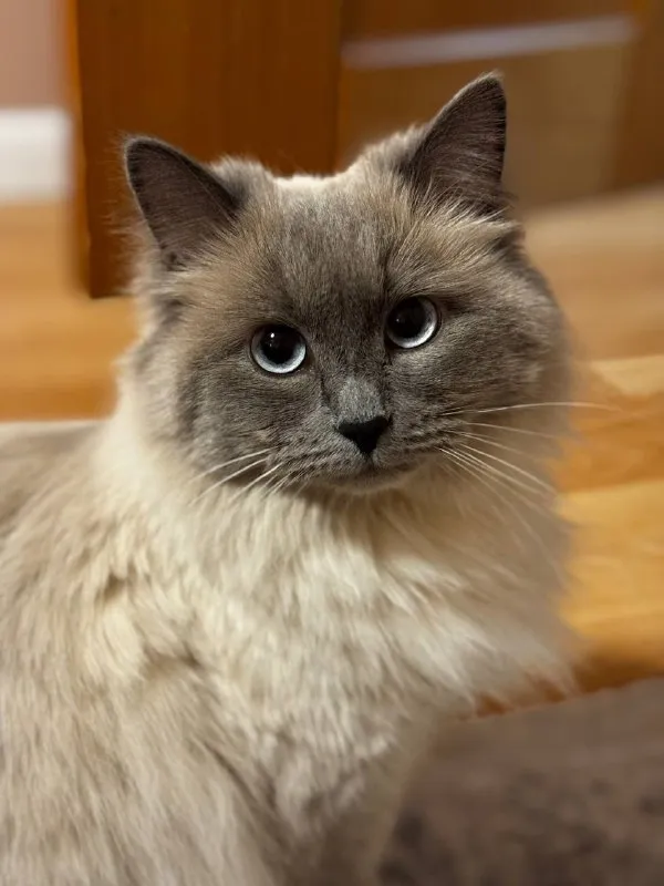 Lost white cat in Denezhnikovo — identification photo, lost & found pet database Pathfinder