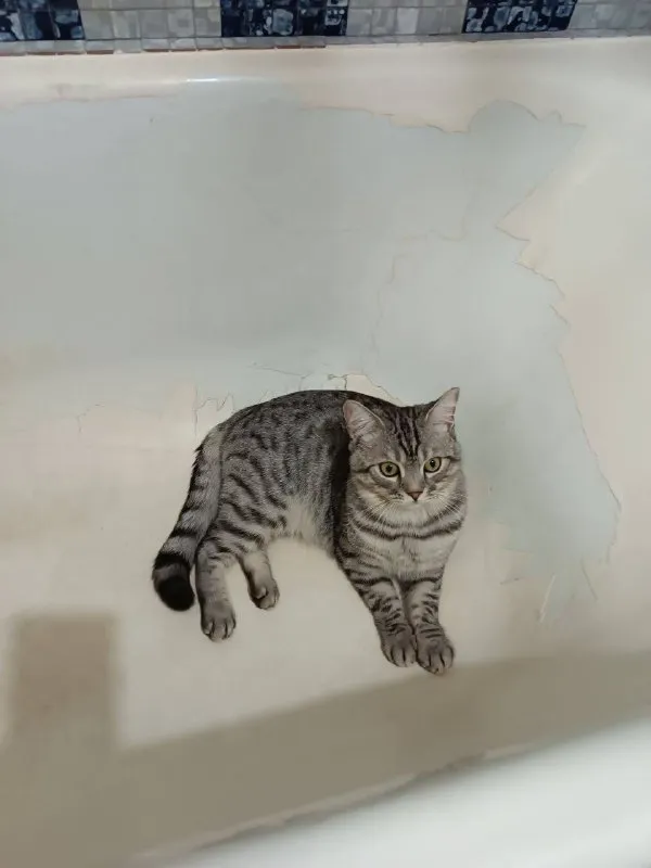 Lost gray cat in Lyubertsy — identification photo, lost & found pet database Pathfinder