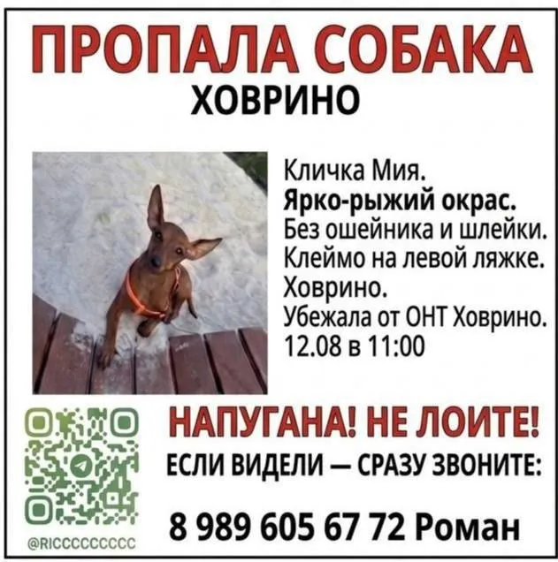 Lost brown dog, цвергпинчер in Mytishchi — identification photo, lost & found pet database Pathfinder