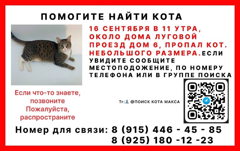 Lost cream cat in Marino — identification photo, lost & found pet database Pathfinder