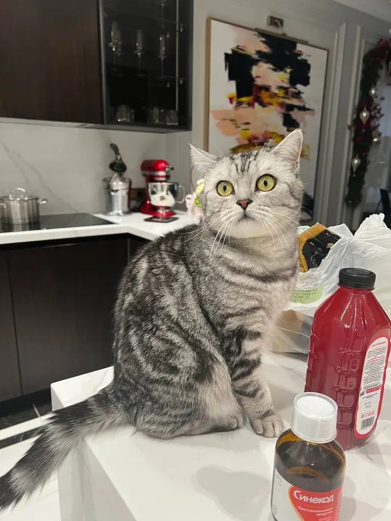 Lost cat in Domodedovo — identification photo, lost & found pet database Pathfinder