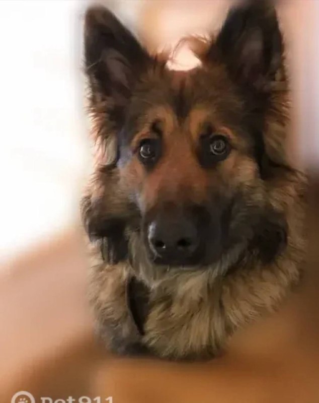 Lost brown dog, немецкая овчарка in Ramenskoe — identification photo, lost & found pet database Pathfinder