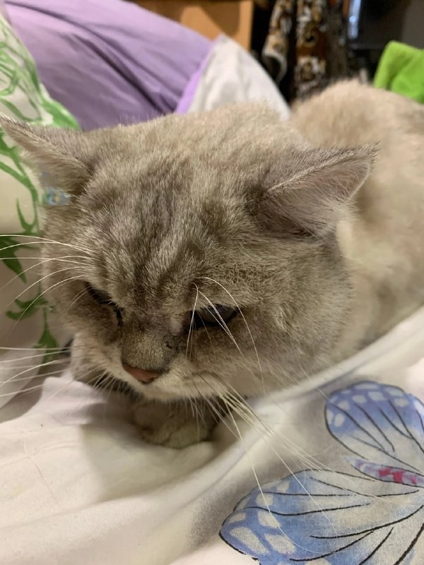 Found cat, шотландская in Perm — identification photo, lost & found pet database Pathfinder