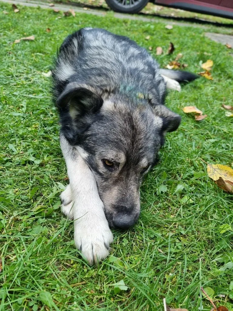 Found dog, метис in Zvenigorod — identification photo, lost & found pet database Pathfinder