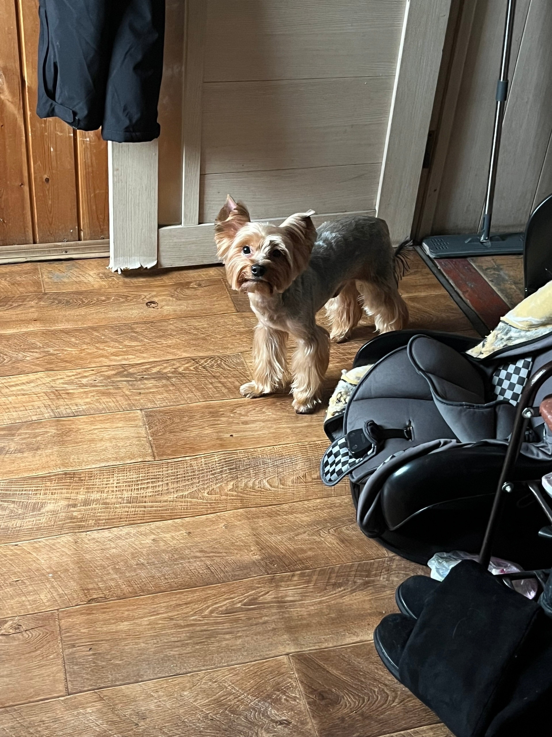 Lost ginger dog, йорк in Novosibirsk — identification photo, lost & found pet database Pathfinder