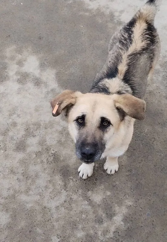 Lost white dog in Berezovskiy — identification photo, lost & found pet database Pathfinder