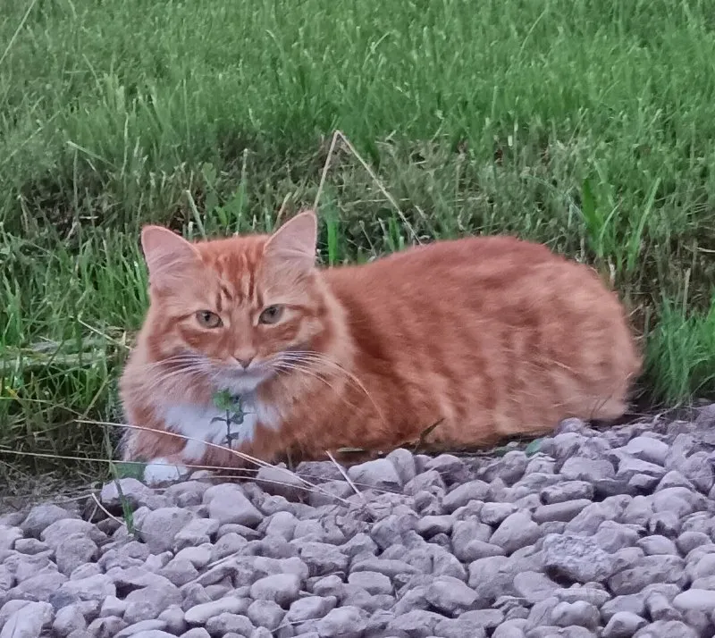 Lost white cat, беспородный in Mshinskoe — identification photo, lost & found pet database Pathfinder