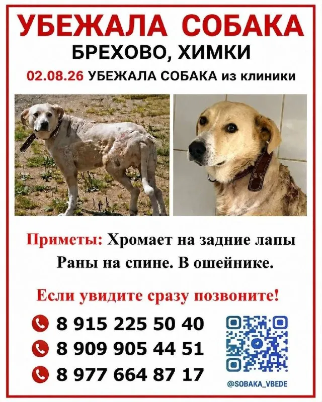 Lost white dog in Brekhovo — identification photo, lost & found pet database Pathfinder
