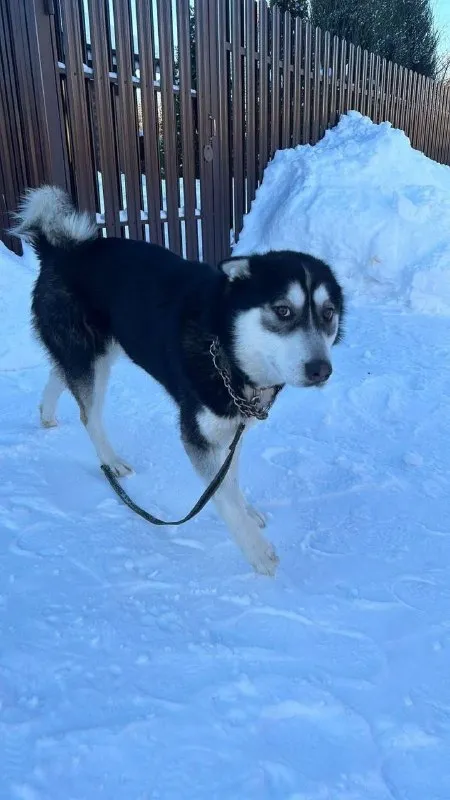 Lost white dog, маламут in Pos Im Vorovskogo — identification photo, lost & found pet database Pathfinder