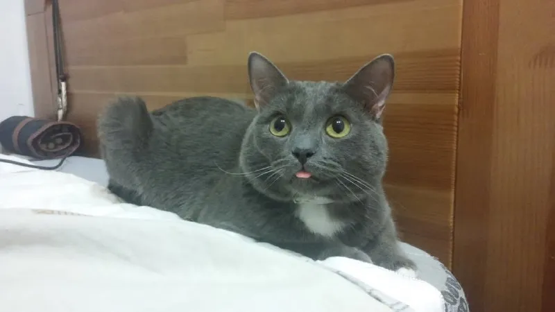 Lost gray cat in Aramil — identification photo, lost & found pet database Pathfinder