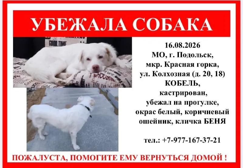 Lost white dog in Podolsk — identification photo, lost & found pet database Pathfinder