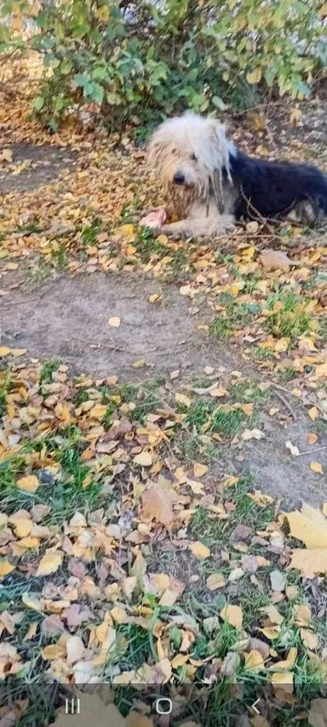 Found dog in Odintsovo — identification photo, lost & found pet database Pathfinder