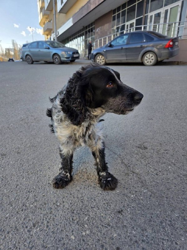 Found white dog, спаниель in Yekaterinburg — identification photo, lost & found pet database Pathfinder