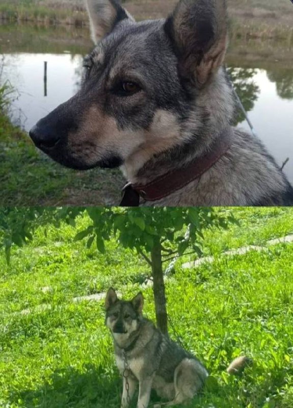 Lost gray dog in Stupino — identification photo, lost & found pet database Pathfinder