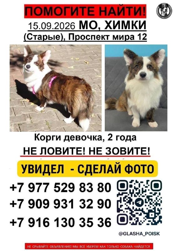 Lost white dog, корги кардиган in Khimki — identification photo, lost & found pet database Pathfinder