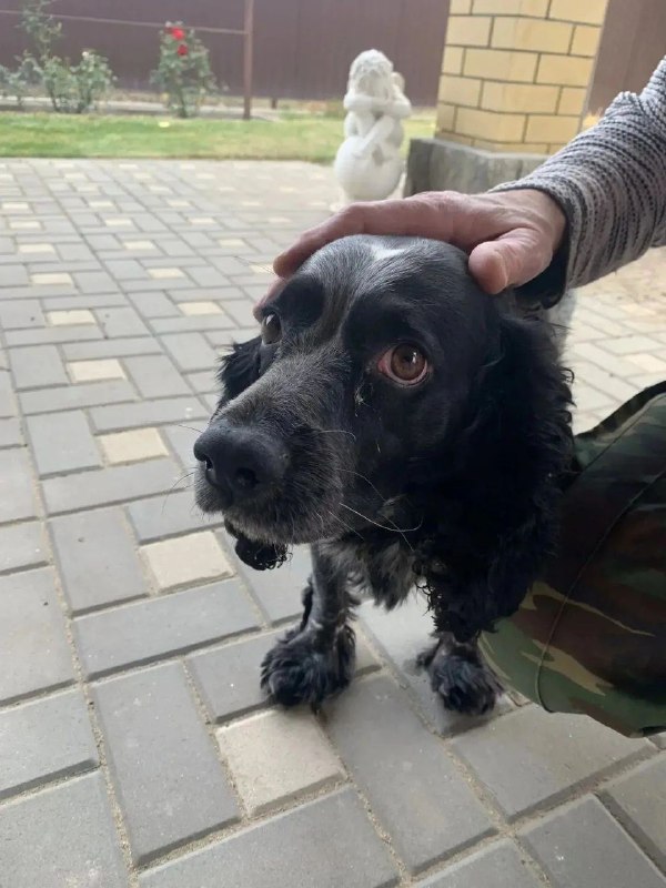 Adoptable black dog, русский спаниель in Volzhskiy — identification photo, lost & found pet database Pathfinder