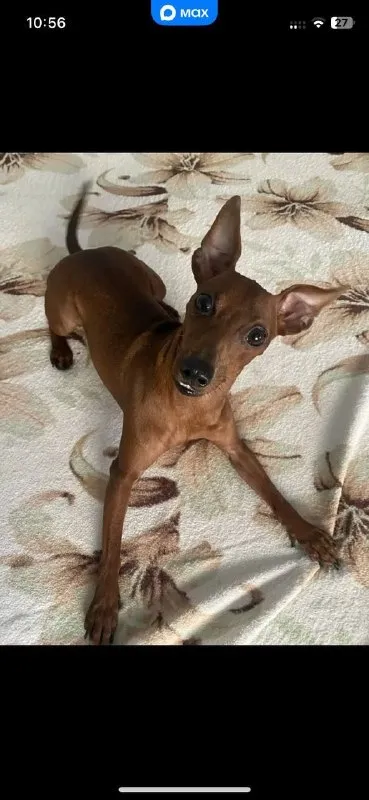 Lost brown dog, минидоберман in Vasyukovo — identification photo, lost & found pet database Pathfinder