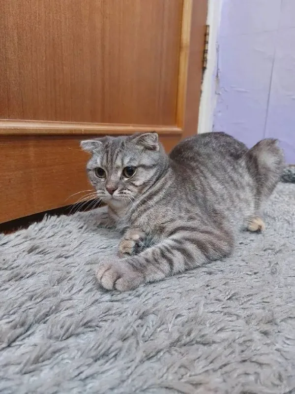 Lost gray cat, шотландская вислоухая in Krasnogorsk — identification photo, lost & found pet database Pathfinder