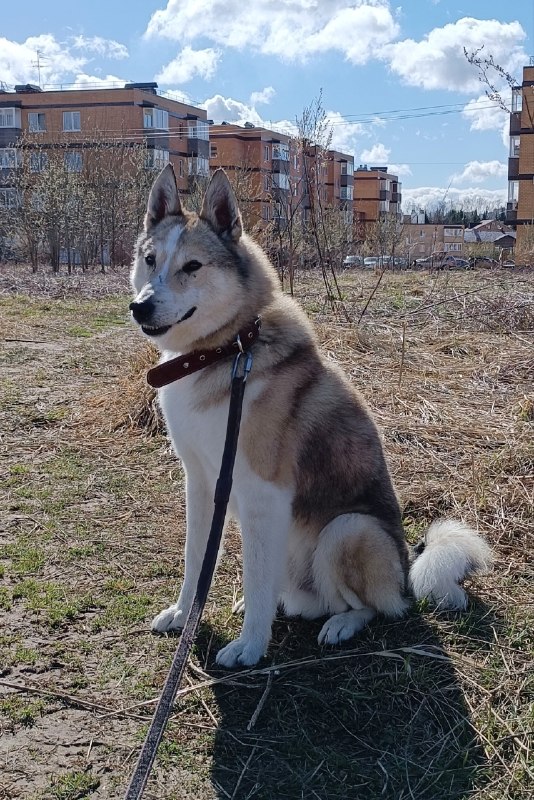 Adoptable white dog, западно-сибирская лайка in Perm — identification photo, lost & found pet database Pathfinder