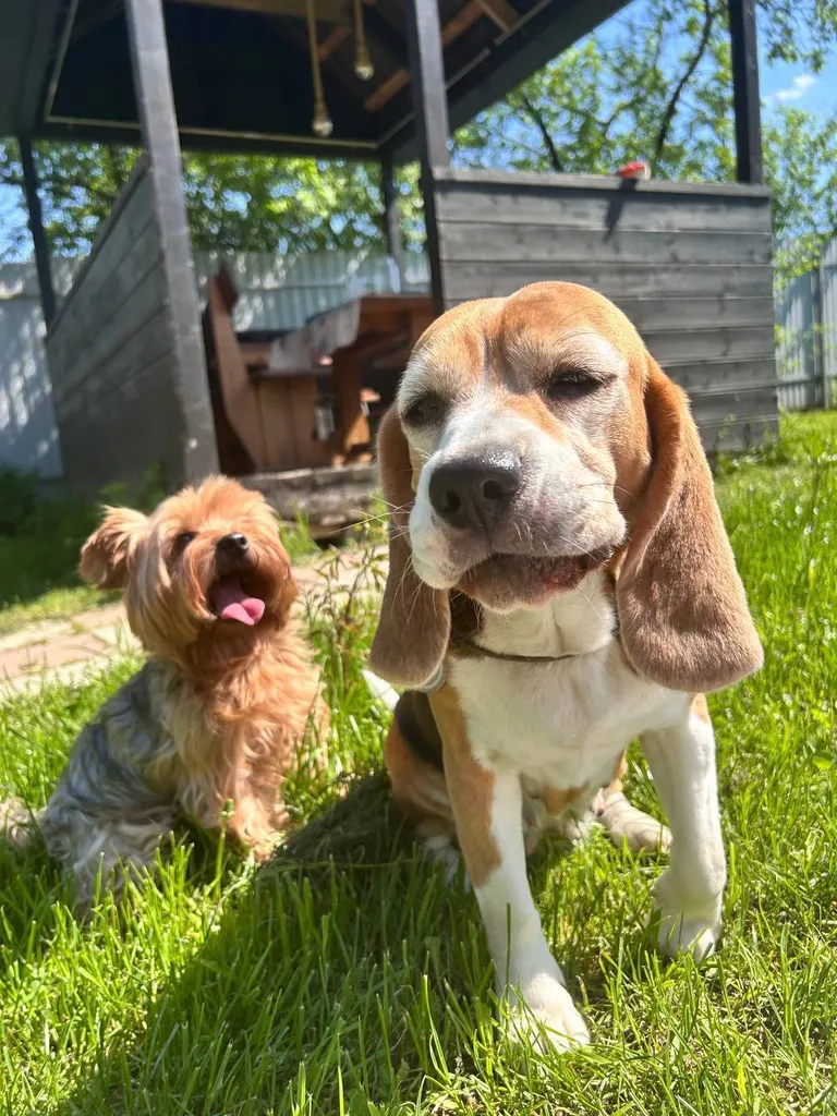 Lost dog, бигль in Kommunarka — identification photo, lost & found pet database Pathfinder