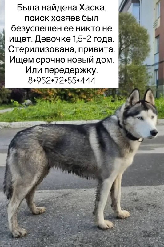 Found white dog, хаски in Yekaterinburg — identification photo, lost & found pet database Pathfinder